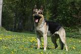 BERGER ALLEMAND 1010